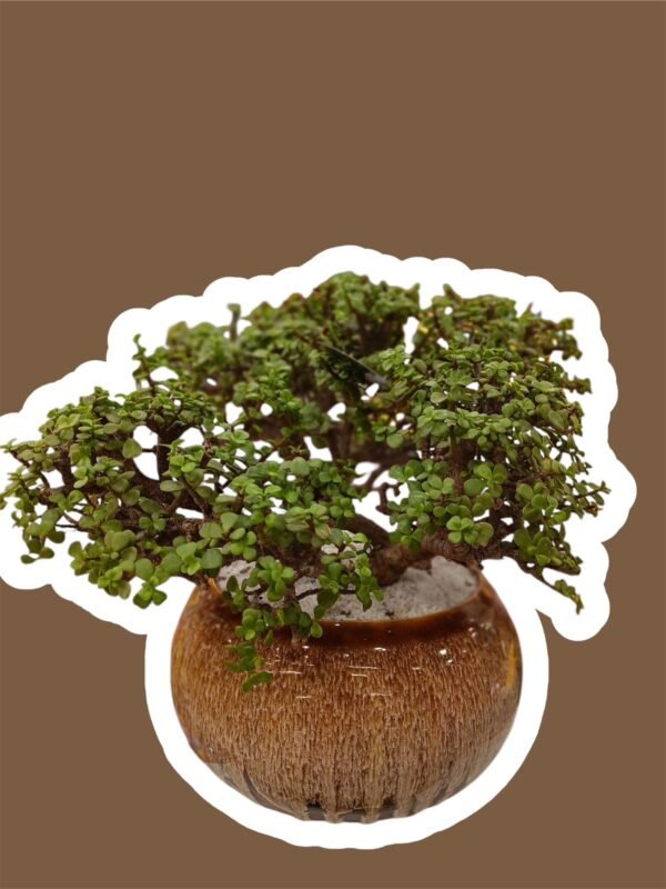 Zed Tree Zed - Vivaan Flora